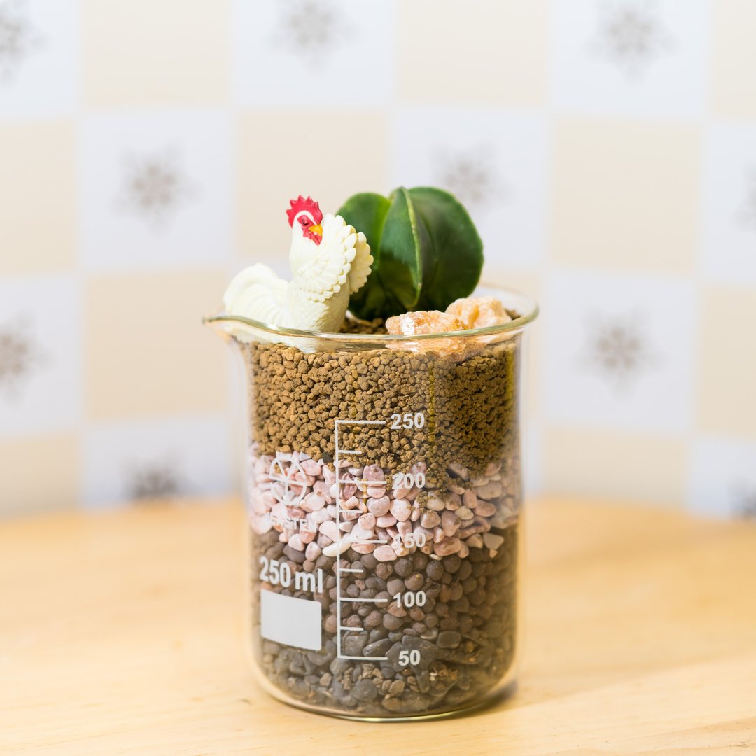 爱情系烧杯-坚持 - 植栽/盆栽 - 植物．花 橘色