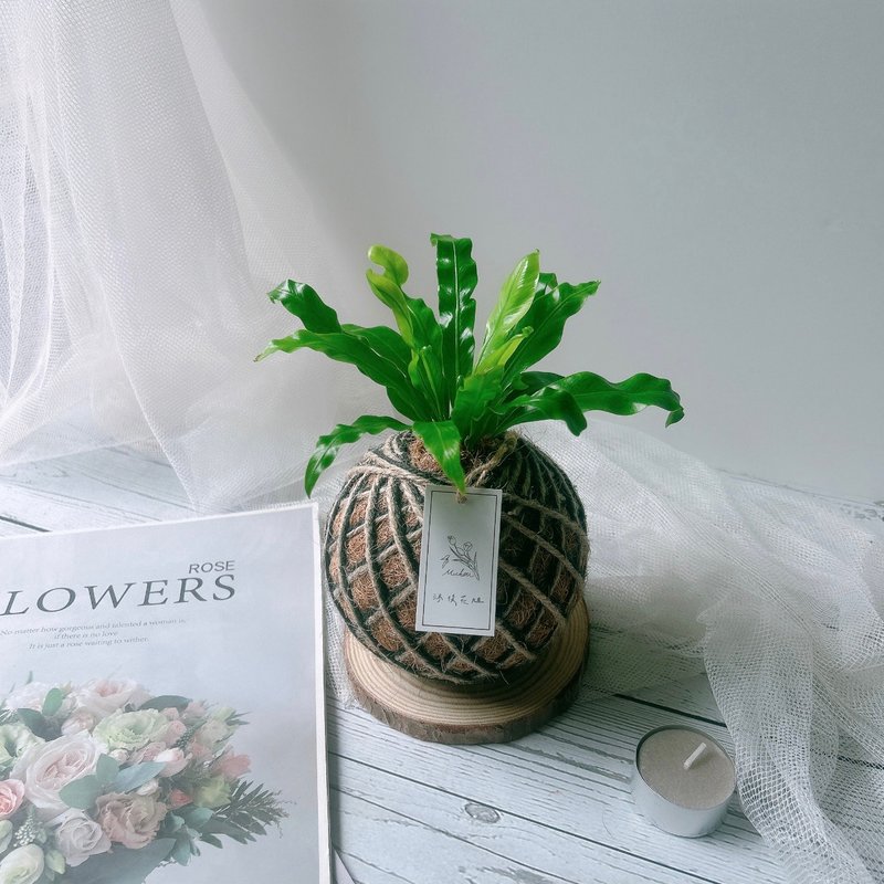 小苔球 山苏 植栽 - 植栽/盆栽 - 植物．花 