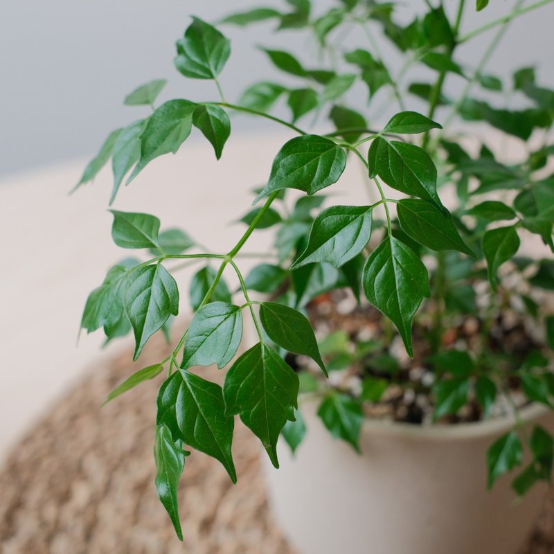 小叶菜豆树/室内植物 - 植栽/盆栽 - 植物．花 
