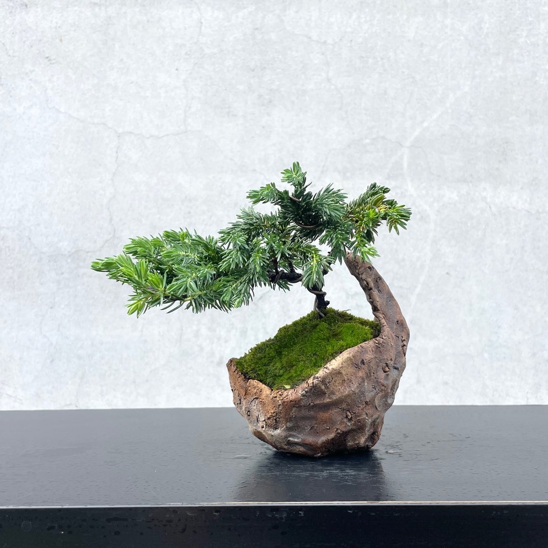 小品盆栽 - 杜松 送礼 - 植栽/盆栽 - 植物．花 