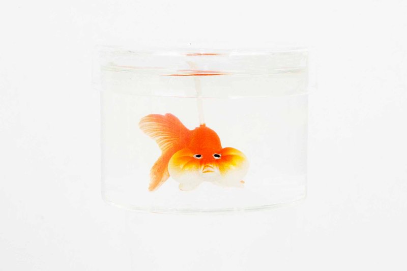 橘色水泡眼金鱼罐装香氛蜡烛 Bubble eye goldfish candle - 蜡烛/烛台 - 蜡 红色