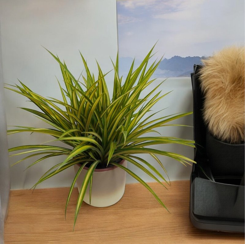 【质感渐层】班叶林投桌上型盆栽 新居开幕乔迁送礼自用摆设 - 植栽/盆栽 - 陶 