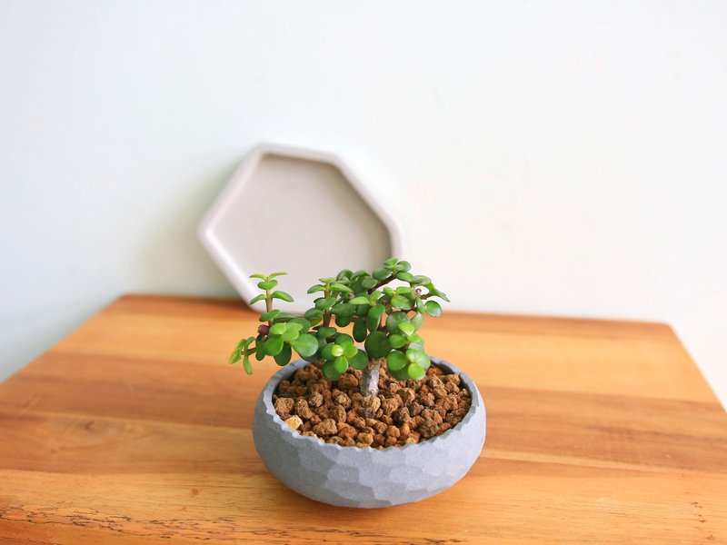 【限量款】银杏木 • 经典圆棱水泥盆栽 - 植栽/盆栽 - 水泥 灰色