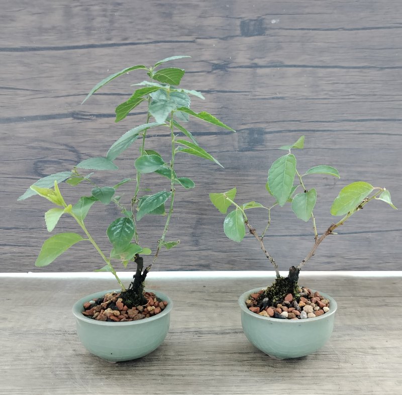 冰裂釉陶盆迷你盆栽--郁李   植物 盆栽 - 植栽/盆栽 - 植物．花 