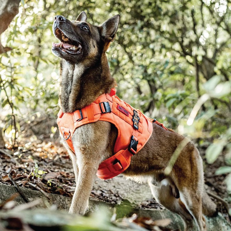 Onetigris 探险者X战术胸带 - 项圈/牵绳 - 尼龙 橘色