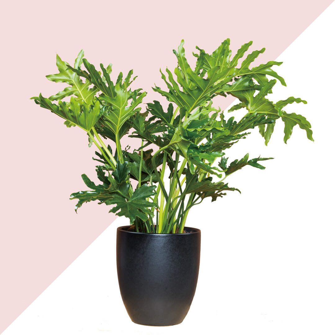 居家植物 － 2棵植物套组任选  开幕贺礼 礼物 - 植栽/盆栽 - 植物．花 绿色
