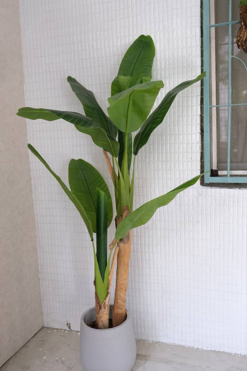 人造植栽/仿真芭蕉树/仿真植物/绿化/永不凋零 - 植栽/盆栽 - 塑料 绿色
