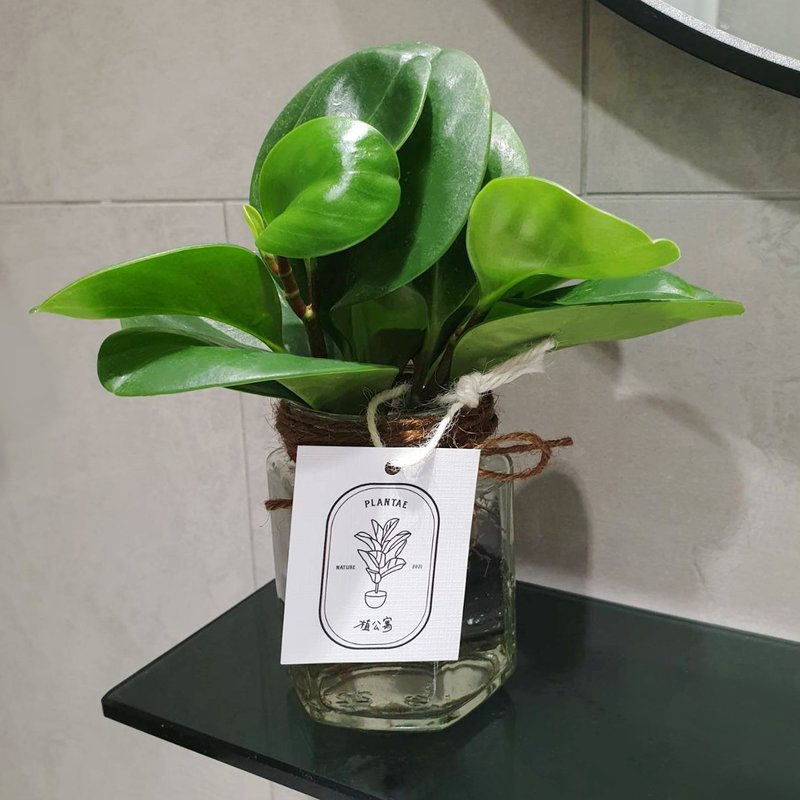 圆叶椒草 水耕植物 - 植栽/盆栽 - 玻璃 绿色