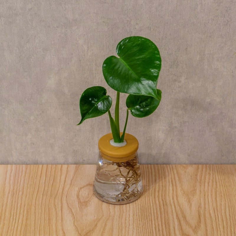 龟背芋 三角水耕盆栽 室内植物 观叶植物 礼物 水培 - 植栽/盆栽 - 植物．花 透明