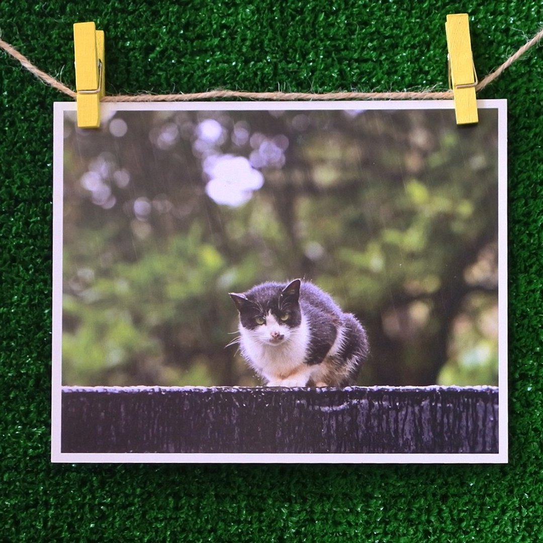 3猫小铺猫咪写真明信片(摄影:猫夫人) – 孤单 - 卡片/明信片 - 纸 