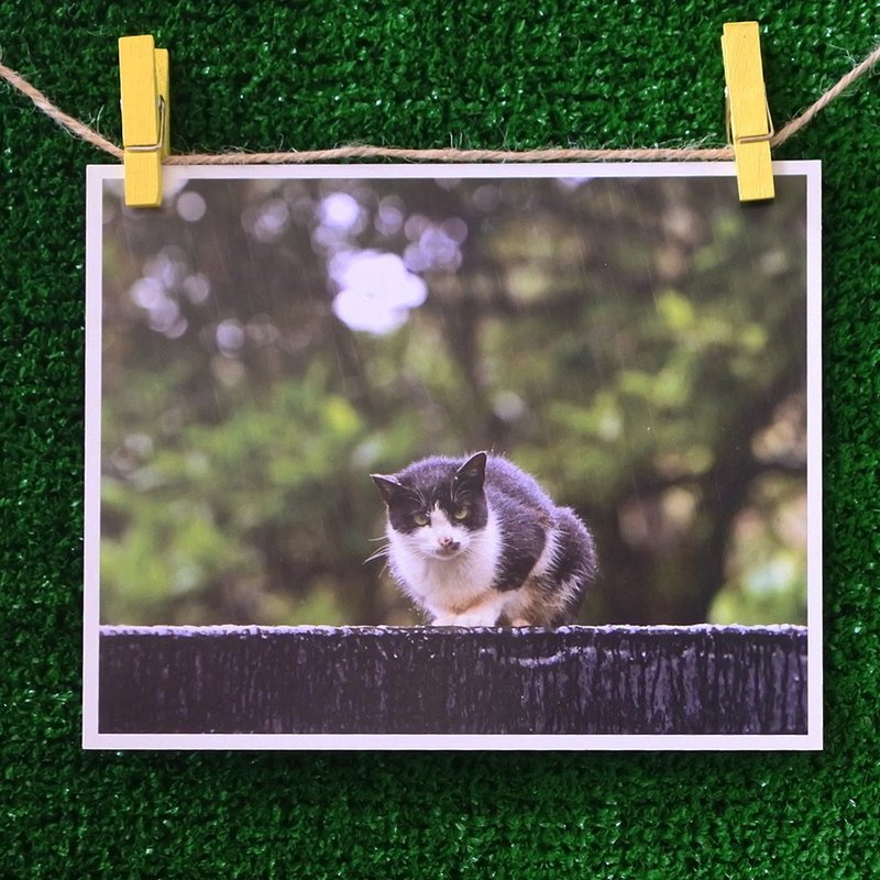 3猫小铺猫咪写真明信片(摄影:猫夫人) – 孤单 - 卡片/明信片 - 纸 