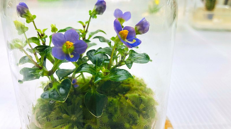 【预购款式】【美女与野兽 紫芳草毛毡苔】小室瓶栽独家商品 瓶 - 植栽/盆栽 - 玻璃 