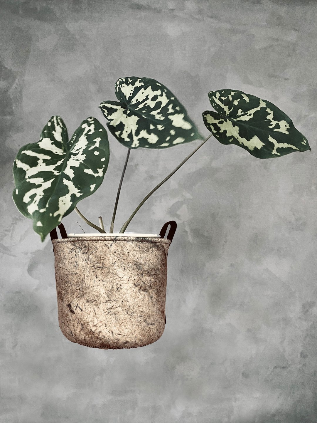 BLR 植物袋 再生纸纹 CZ10 观叶植物 植栽置物袋 - 植栽/盆栽 - 聚酯纤维 卡其色