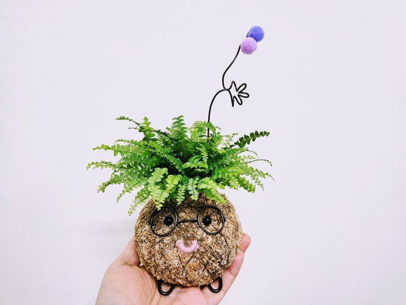 创意苔球│波士顿肾蕨│室内植物│窗边植物│观叶植物 - 植栽/盆栽 - 植物．花 绿色