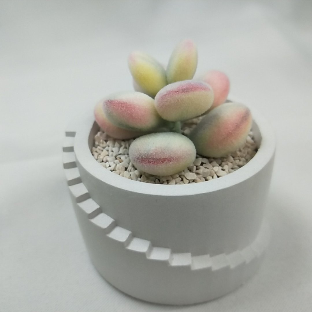 仿生黏土多肉植物 乒乓福娘锦 - 摆饰 - 粘土 