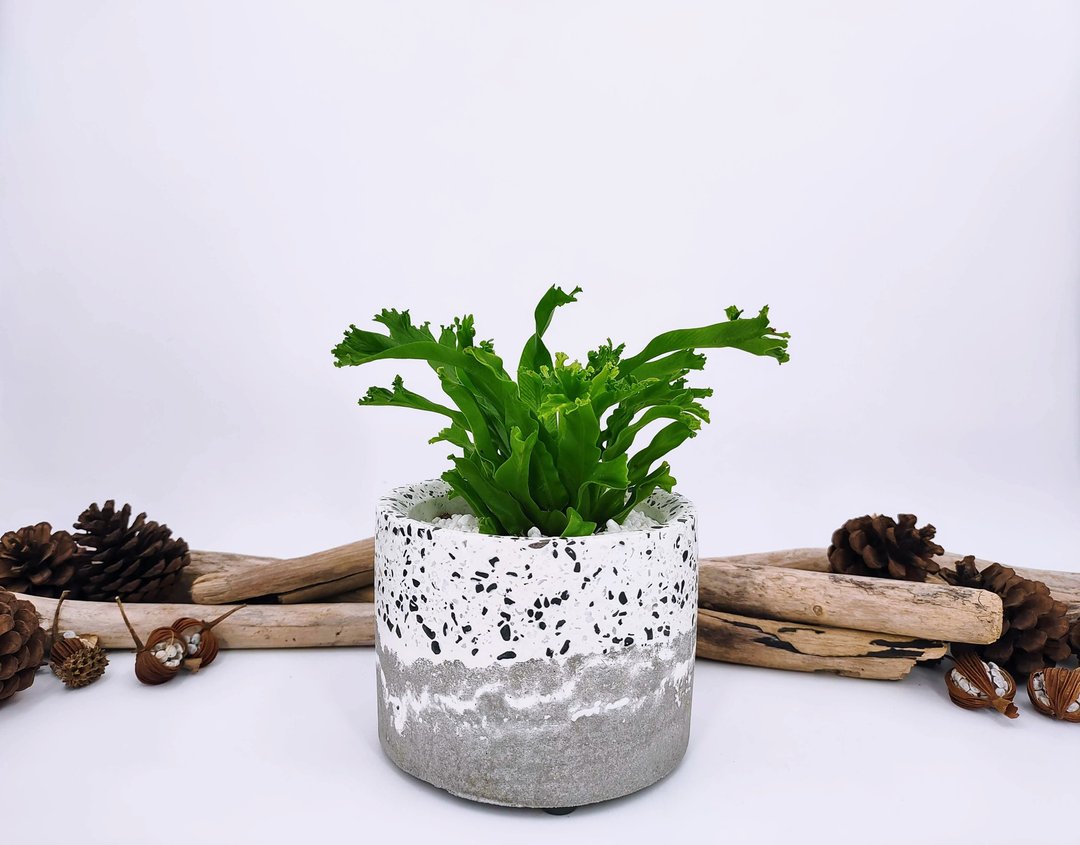 水泥花器│水泥盆栽│水泥植栽(不含植物)│ - 植栽/盆栽 - 水泥 白色
