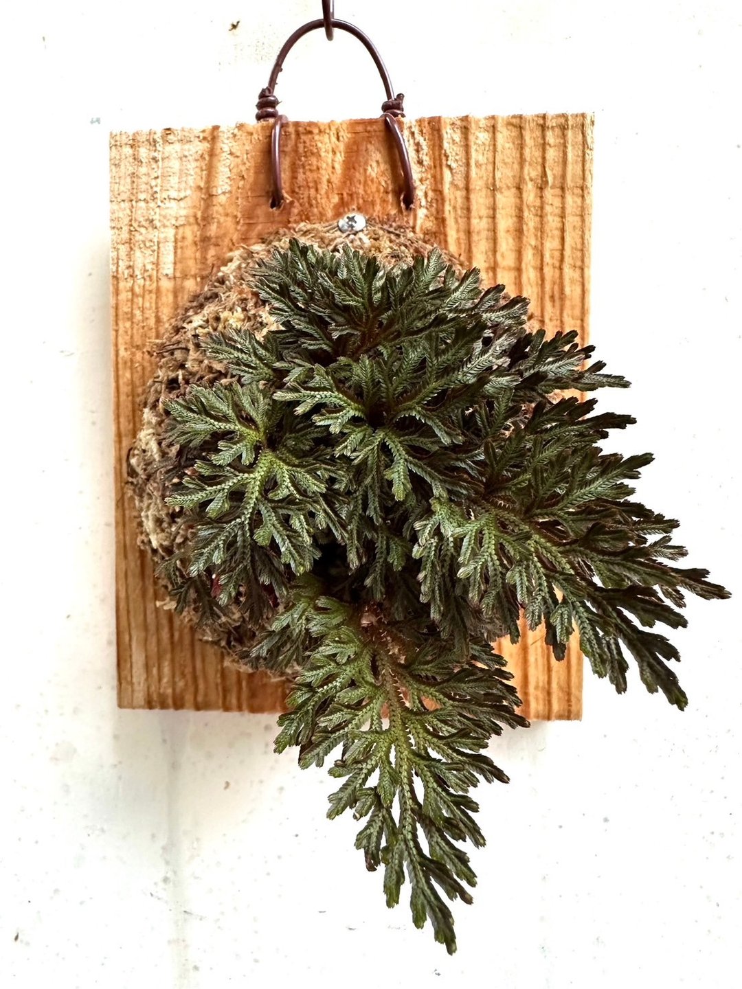 【红卷柏】植物上板 开幕 观叶植物 开幕送礼 室内装饰 室内植物 - 植栽/盆栽 - 植物．花 