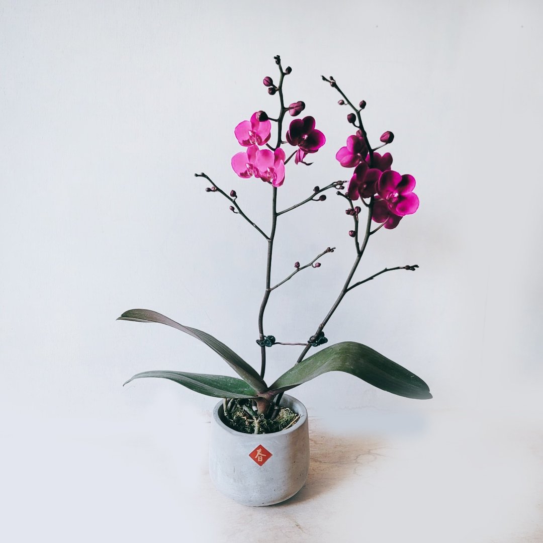 满天红 兰花 - 植栽/盆栽 - 植物．花 