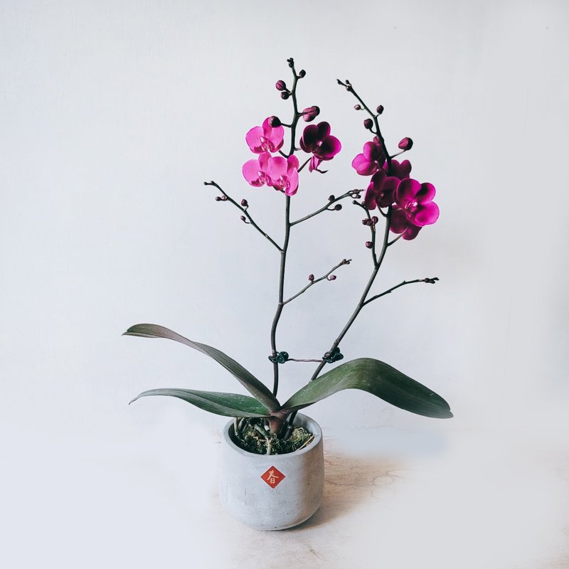 满天红 兰花 - 植栽/盆栽 - 植物．花 