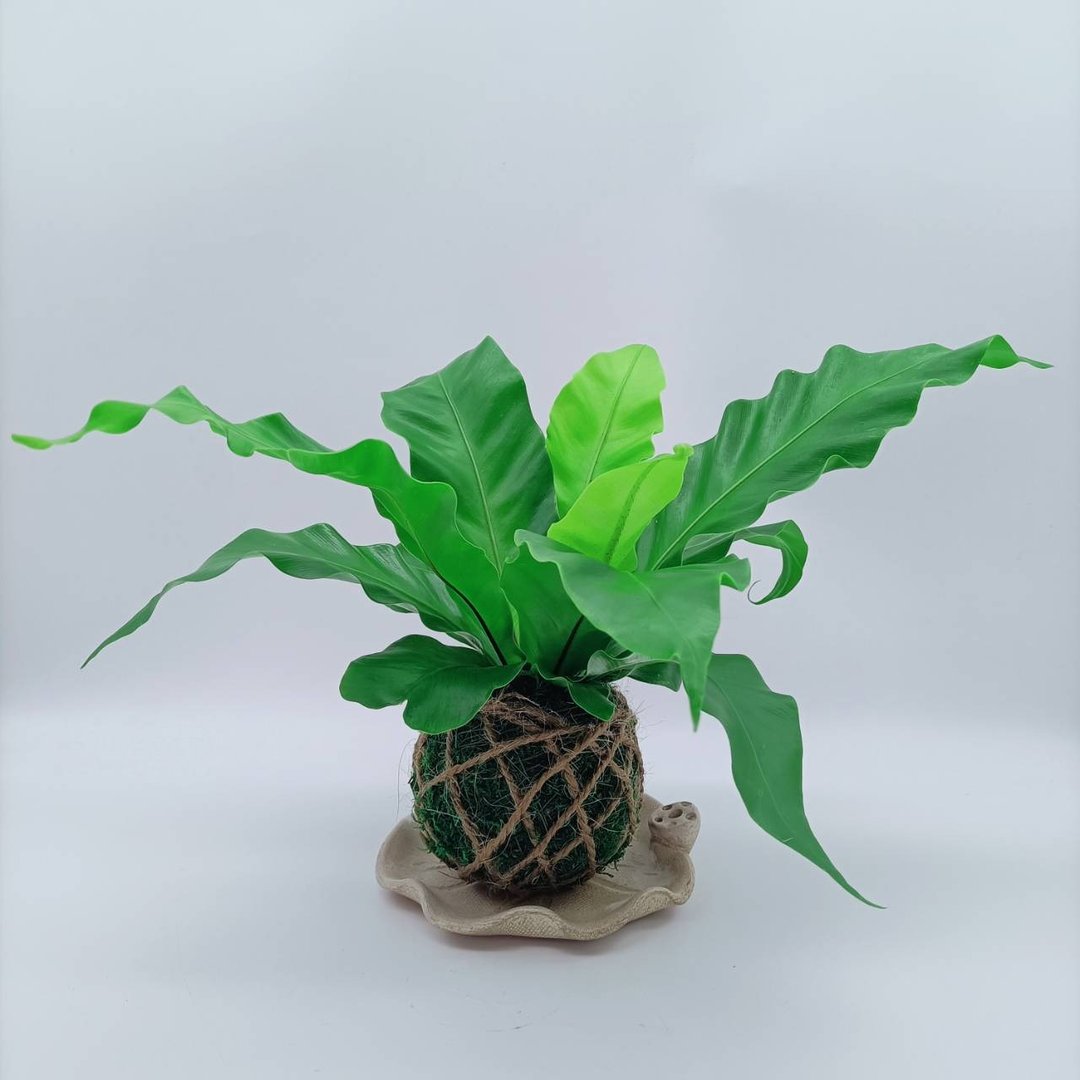 苔球植物  山苏  室内植物  懒人盆栽  蕨类 - 植栽/盆栽 - 植物．花 