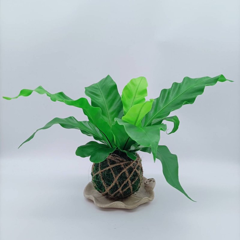 苔球植物  山苏  室内植物  懒人盆栽  蕨类 - 植栽/盆栽 - 植物．花 