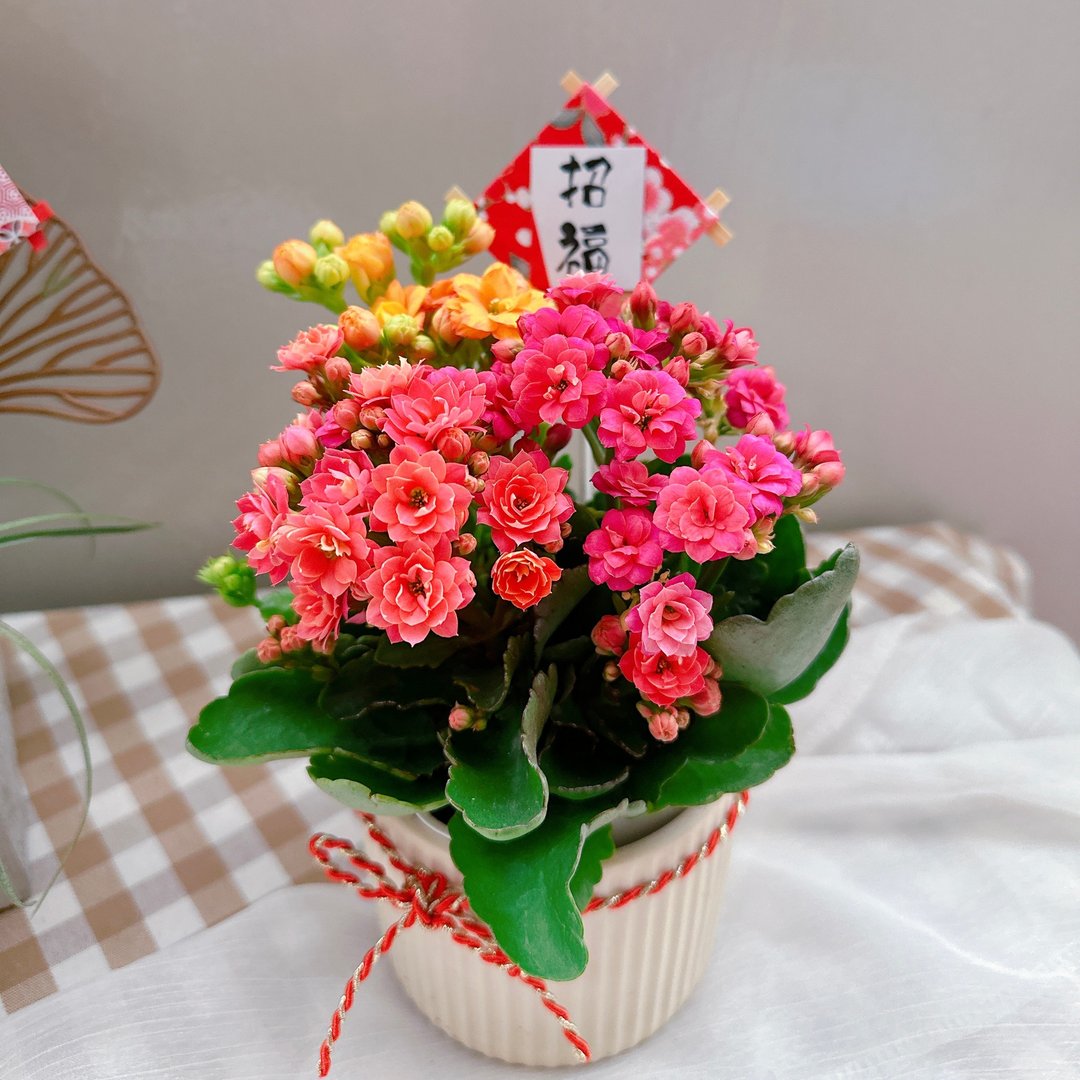 季节限定 | 长寿花盆栽、花期长 - 植栽/盆栽 - 植物．花 多色