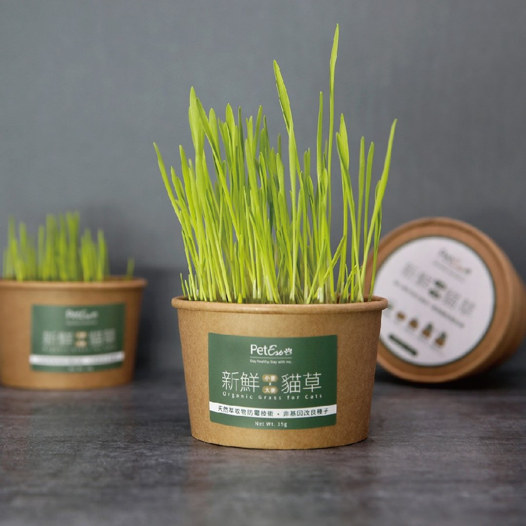 新鲜猫草【大麦x小麦】 - 其他 - 植物．花 