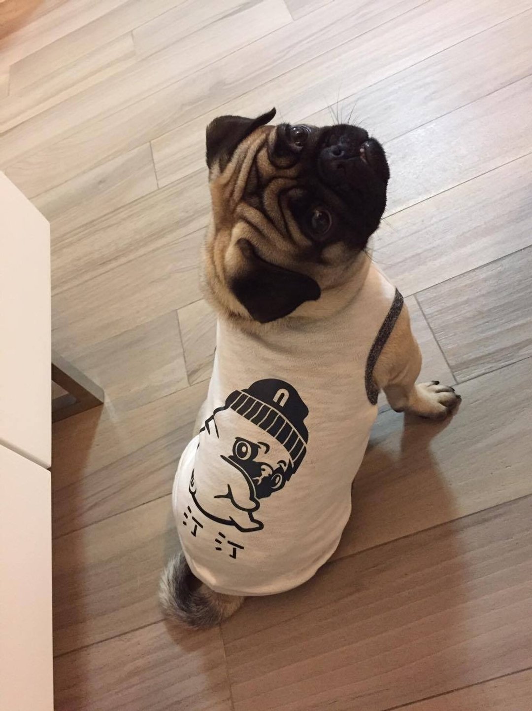 宠物衣服订制 巴哥 Pug 反光衣 - 衣/帽 - 棉．麻 多色