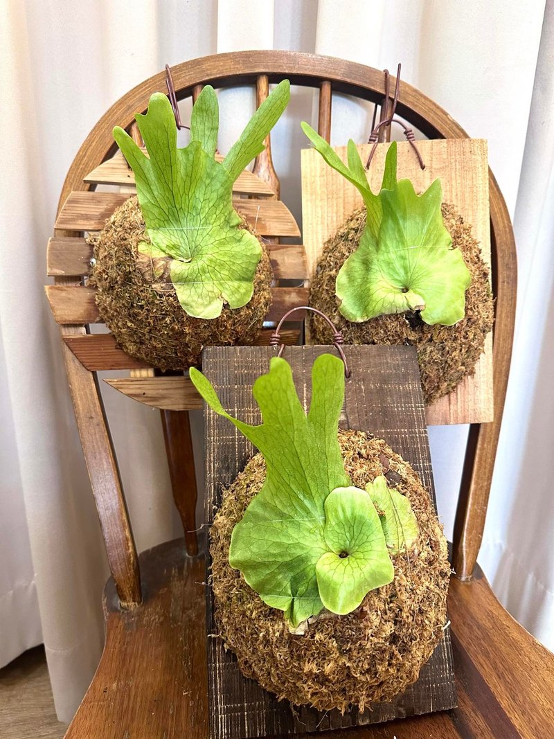 【女王鹿角蕨】 鹿角蕨 植物上板 室内植物 开幕送礼 - 植栽/盆栽 - 植物．花 