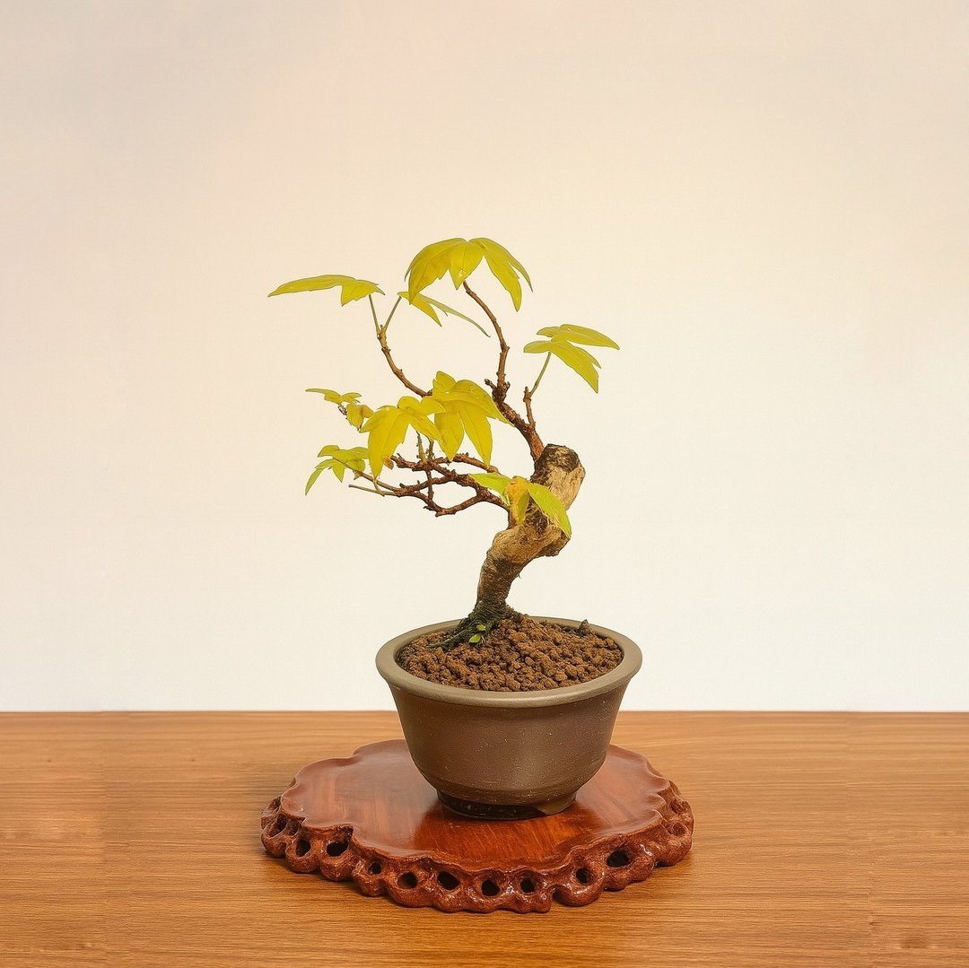 泡茶桌小摆件首选・小品盆栽・日本宫样枫 - 植栽/盆栽 - 植物．花 
