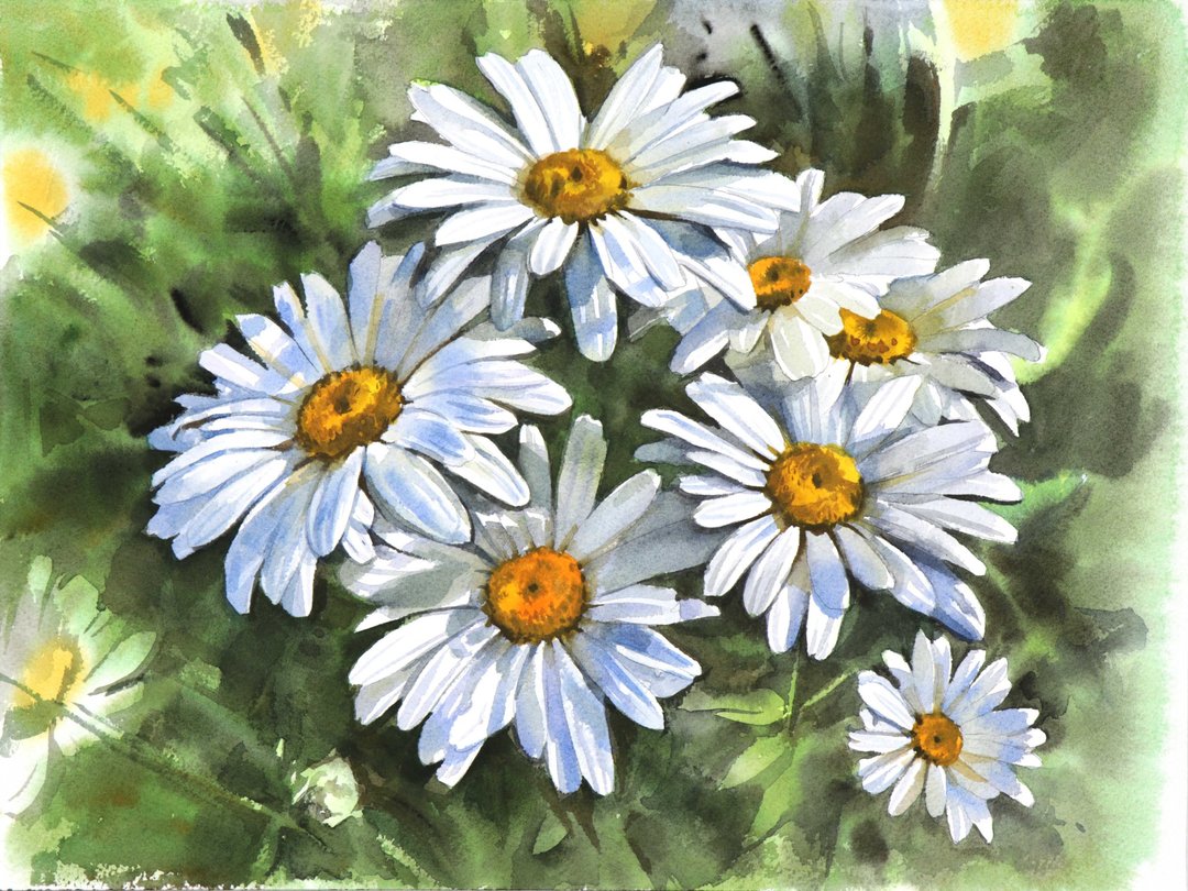 Daisy original watercolor painting by artist Irina Zhunaeva - 墙贴/壁贴 - 纸 白色