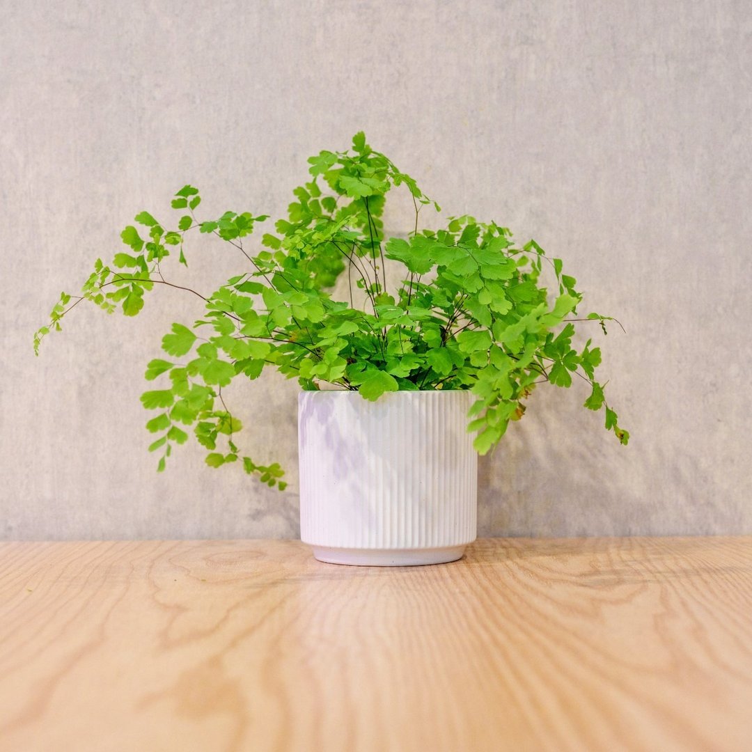 铁线蕨 莫兰迪色系直纹陶盆 室内植物 观叶植物 礼物 盆栽 - 植栽/盆栽 - 植物．花 白色