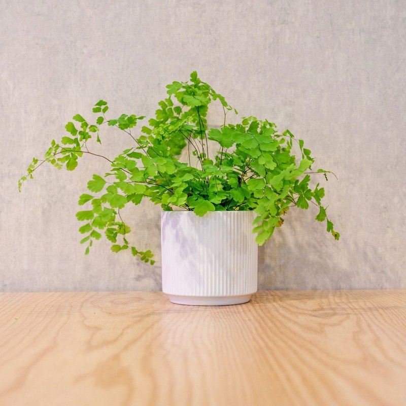 铁线蕨 莫兰迪色系直纹陶盆 室内植物 观叶植物 礼物 盆栽 - 植栽/盆栽 - 植物．花 白色