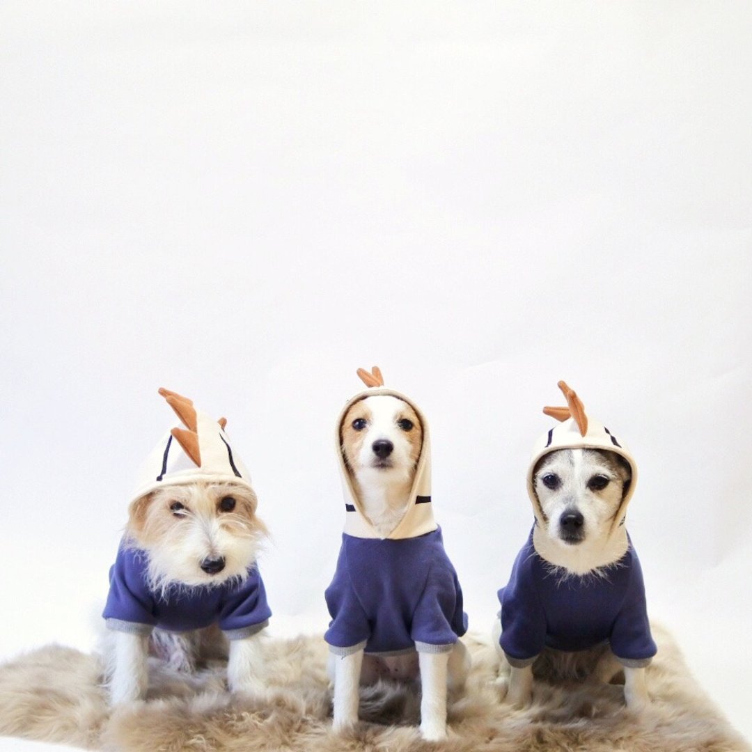 Dog hoodie Dino dog / Jungle - 衣/帽 - 其他材质 蓝色