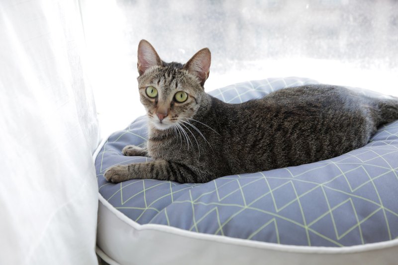 禾 宠物舒眠睡垫(线条灰款) - 床垫/笼子 - 聚酯纤维 多色