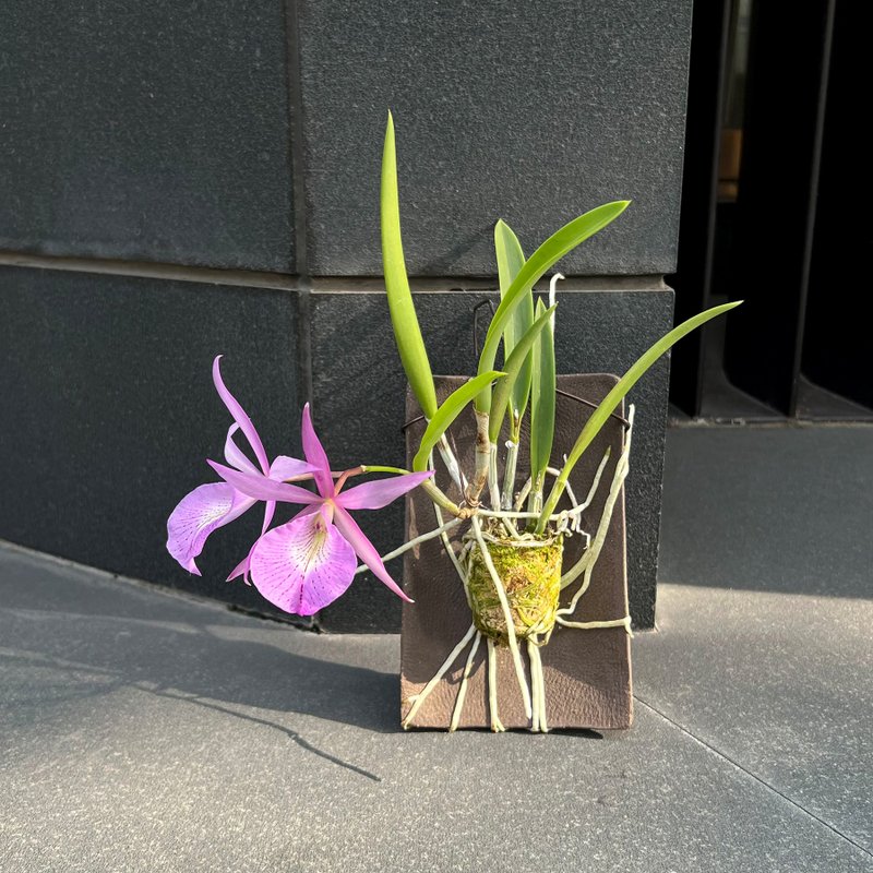 Bl. Morning Glory x B. nodosa 上板陶板兰花 晨光X白拉索兰 - 植栽/盆栽 - 陶 