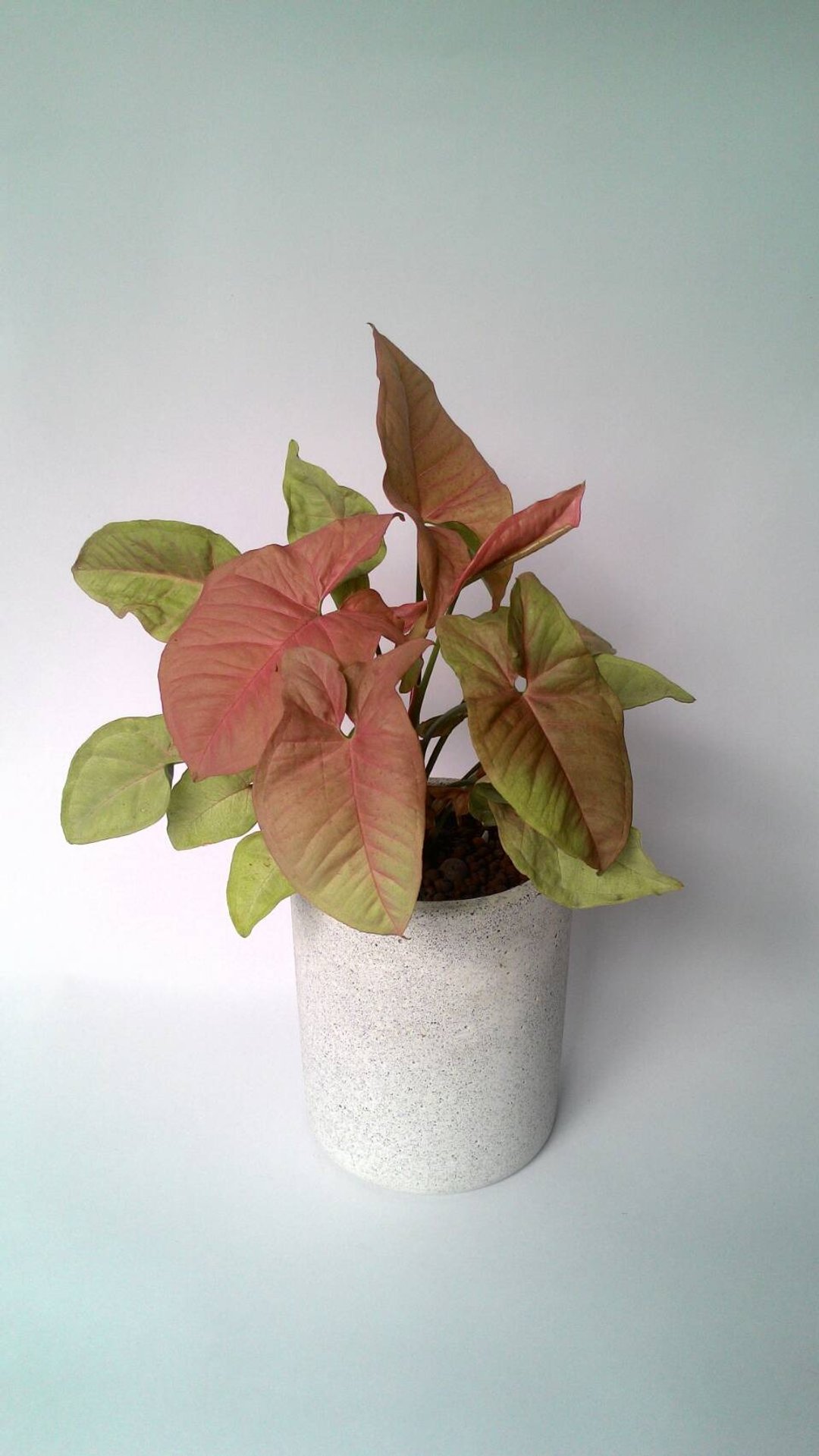 【深圆桶盆】水泥花器/水泥盆栽/水泥植栽(不含植物) - 植栽/盆栽 - 水泥 白色