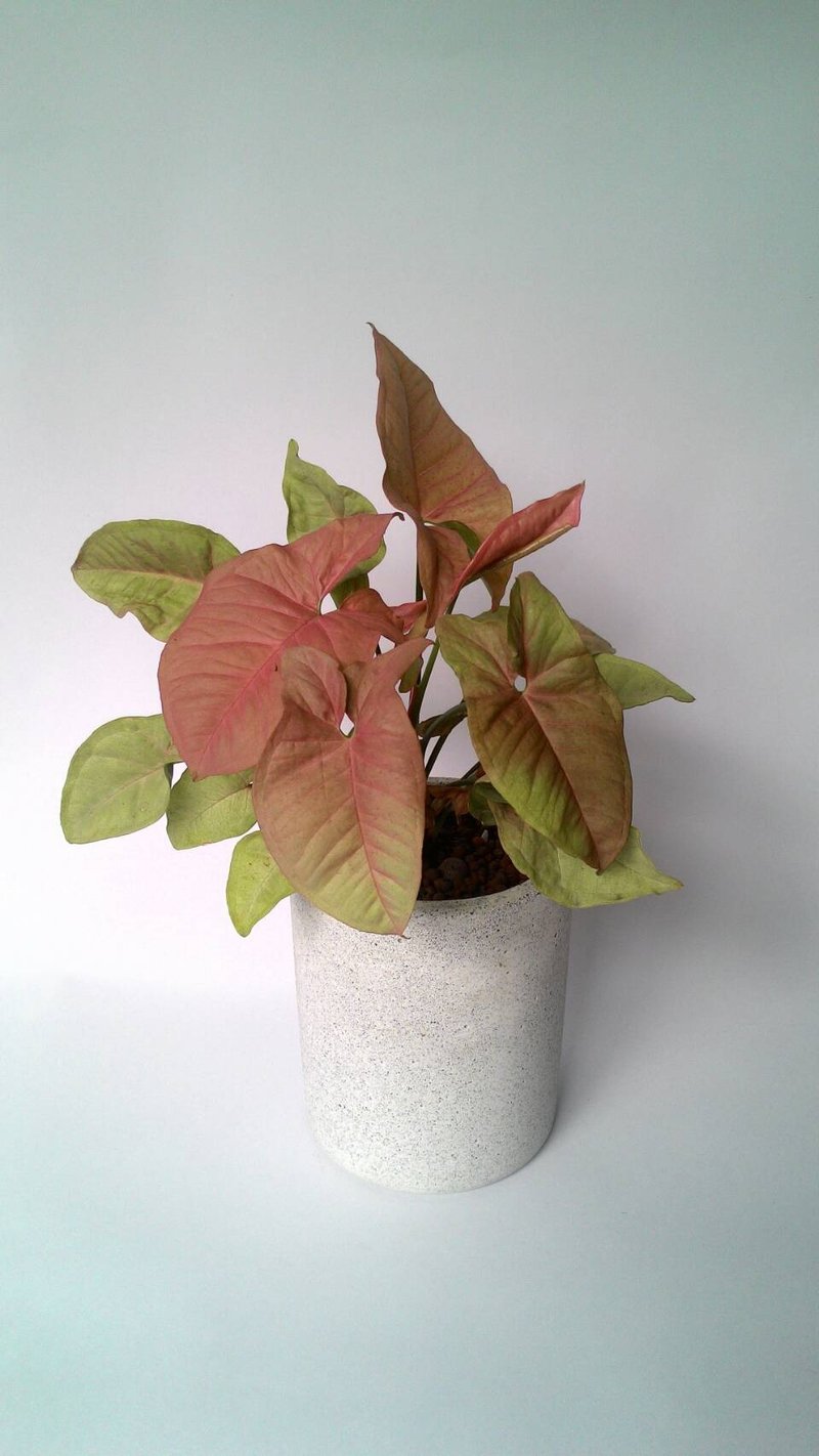 【深圆桶盆】水泥花器/水泥盆栽/水泥植栽(不含植物) - 植栽/盆栽 - 水泥 白色