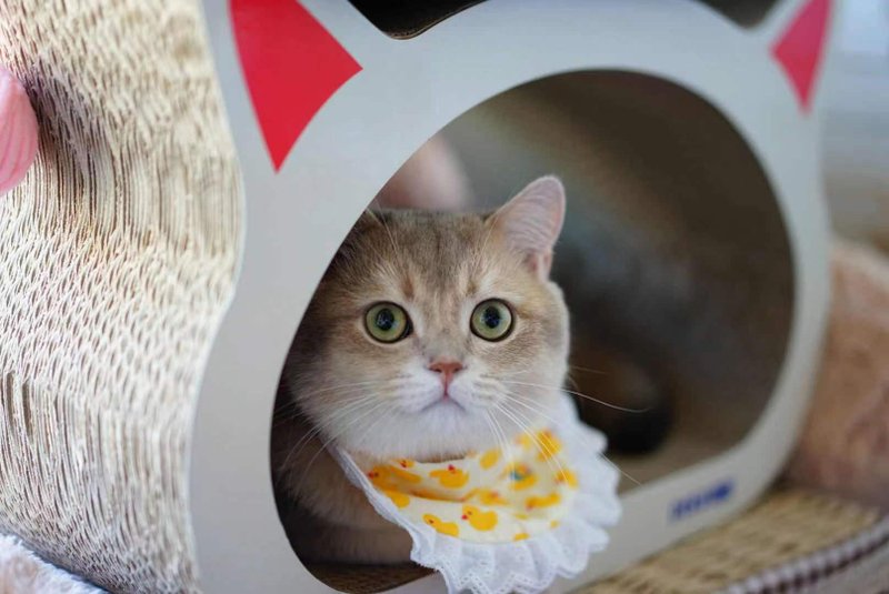 【iC原创】手工ins风纯棉可爱围兜小熊款 - 订制抱枕/饰品 - 其他材质 