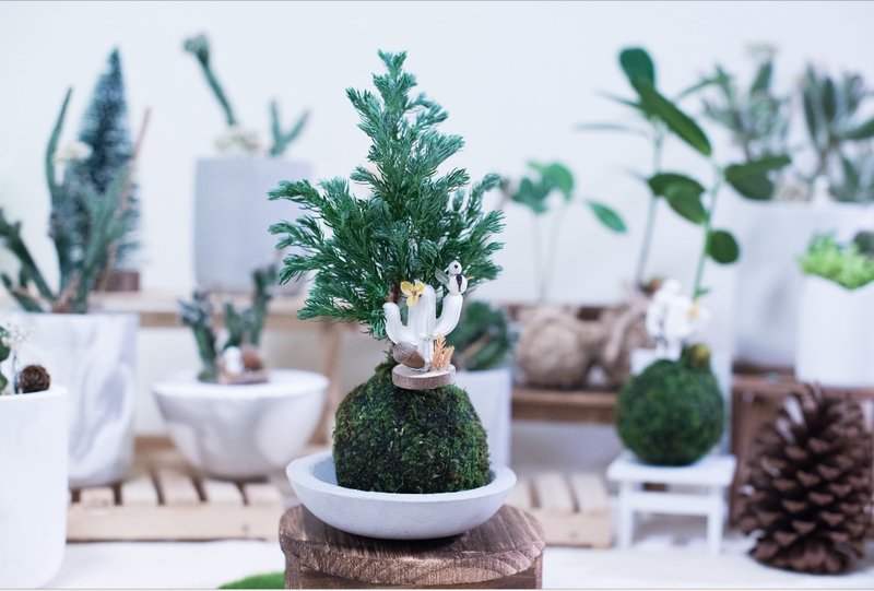 【日本蓝柏】圣诞苔球（含底座）  参楼 参猫 - 植栽/盆栽 - 植物．花 