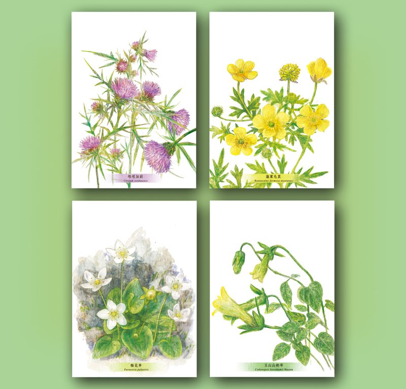 高山植物明信片 - 卡片/明信片 - 纸 
