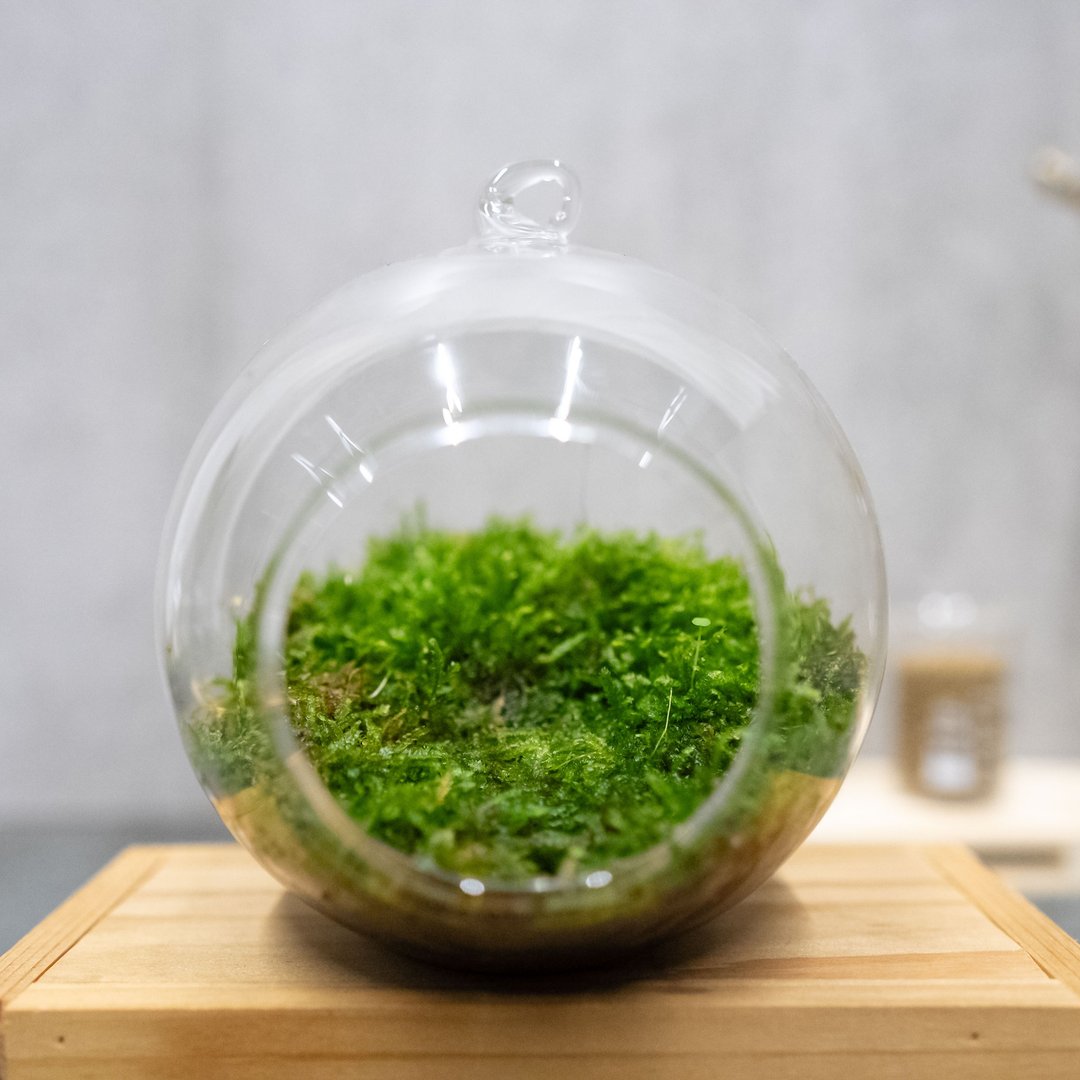 玻璃扭蛋与苔藓 小球球与大球球 - 植栽/盆栽 - 植物．花 