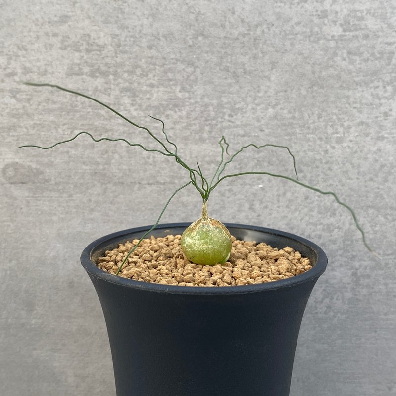 狂乱弹簧草 | 风信子科 | 多肉 球根 | O.osmynellum - 植栽/盆栽 - 植物．花 