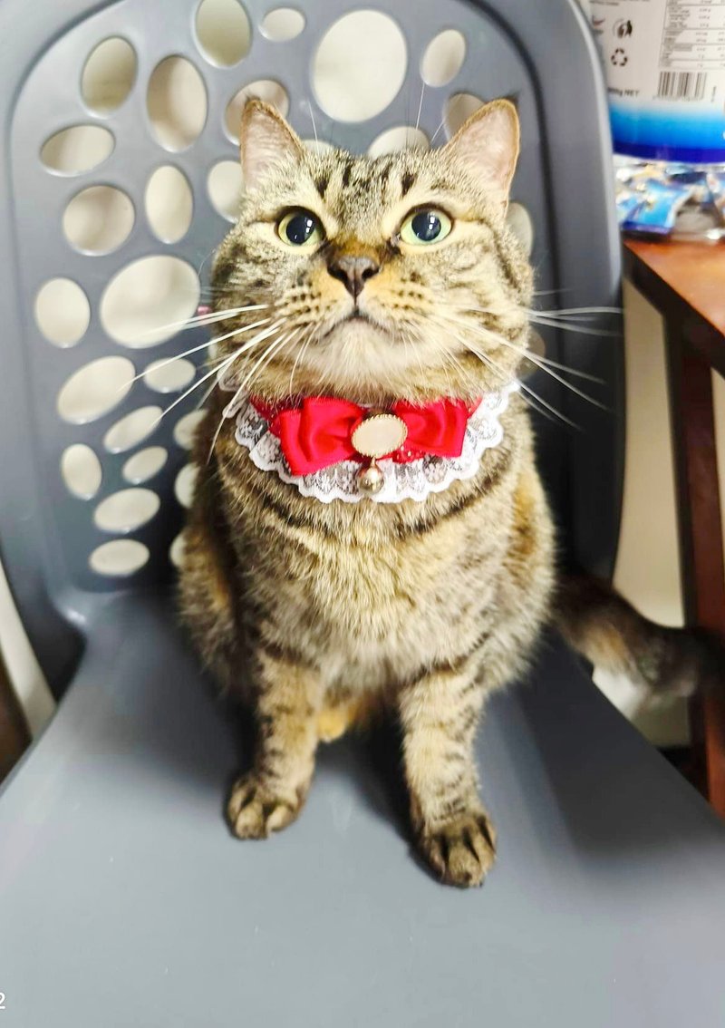 猫咪狗狗兔子-小型加长(P-SS3)-三角巾领巾手工项圈-蕾丝 - 项圈/牵绳 - 其他材质 多色