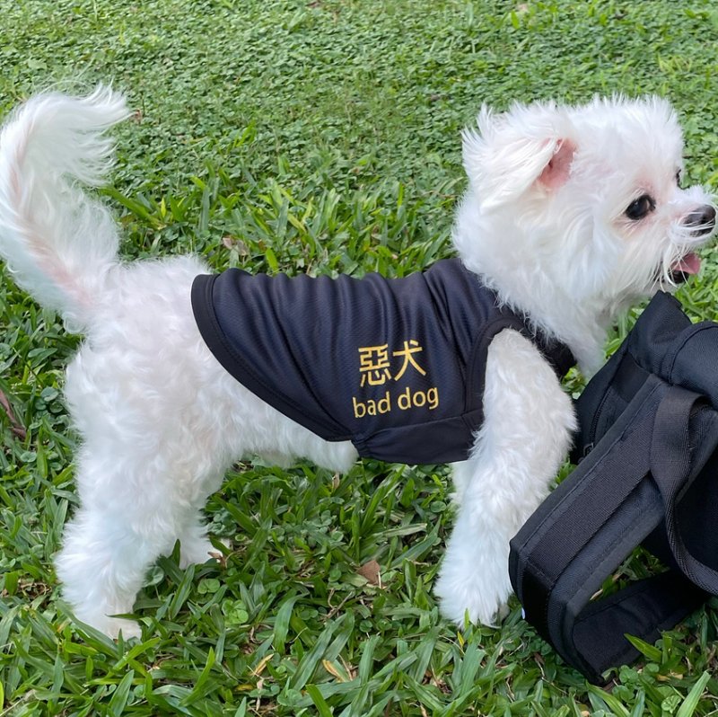 狗狗新衣 | 宠物衣服 | 猫狗可穿 - 衣/帽 - 其他人造纤维 