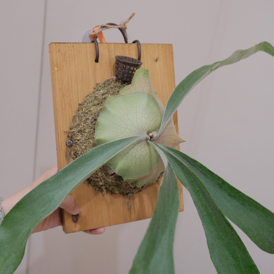 皮陈鹿角蕨/鹿角蕨 - 植栽/盆栽 - 植物．花 