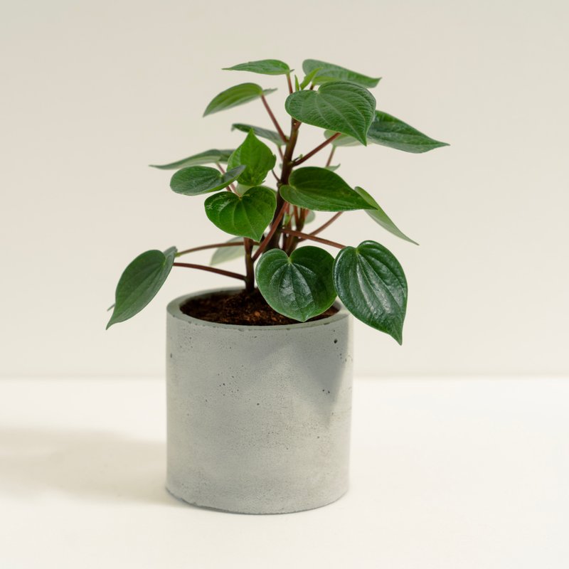 心愿椒草│泥作系列│福所栽 - 植栽/盆栽 - 水泥 绿色