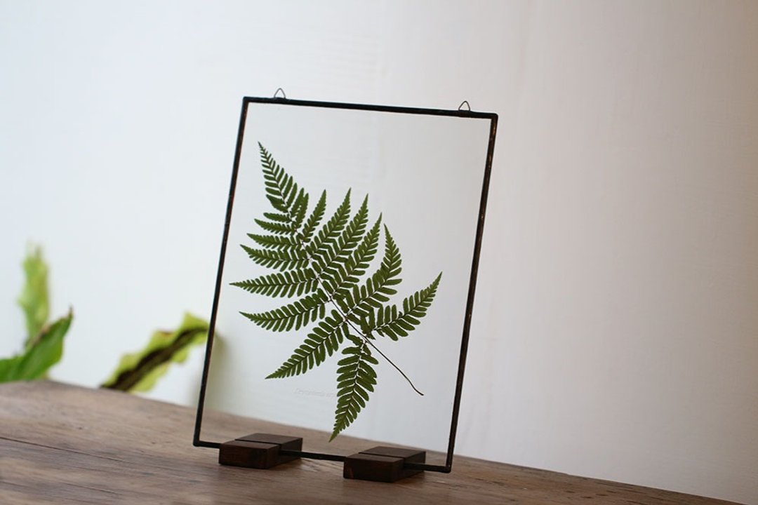 观叶植物图鉴∣红盖鳞毛蕨∣玻璃镶崁∣植物标本∣送礼免费刻字 - 干燥花/捧花 - 植物．花 