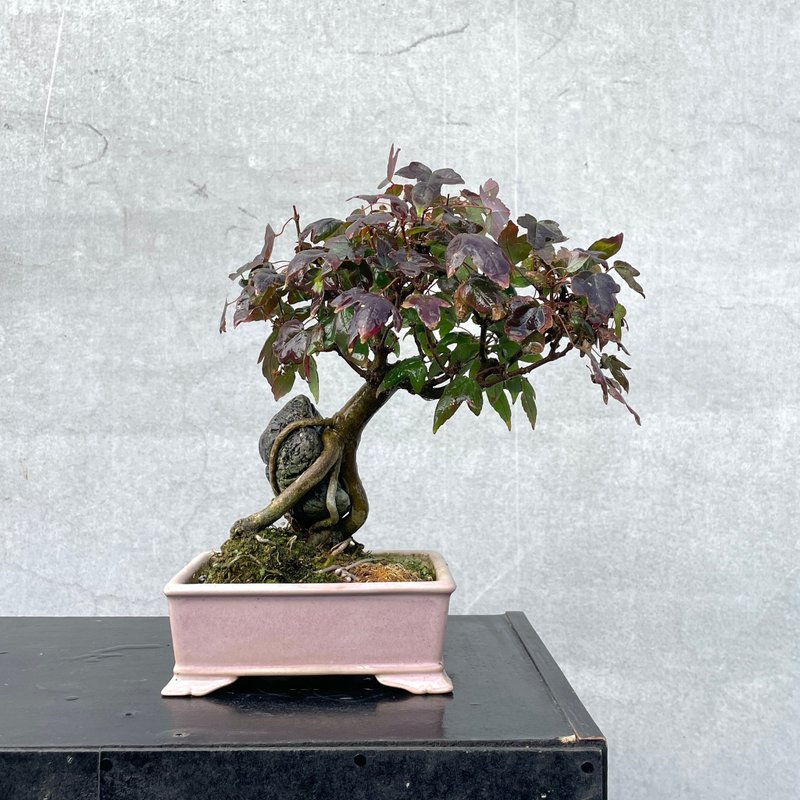 小品盆栽-日本唐枫 盆景 送礼 - 植栽/盆栽 - 植物．花 