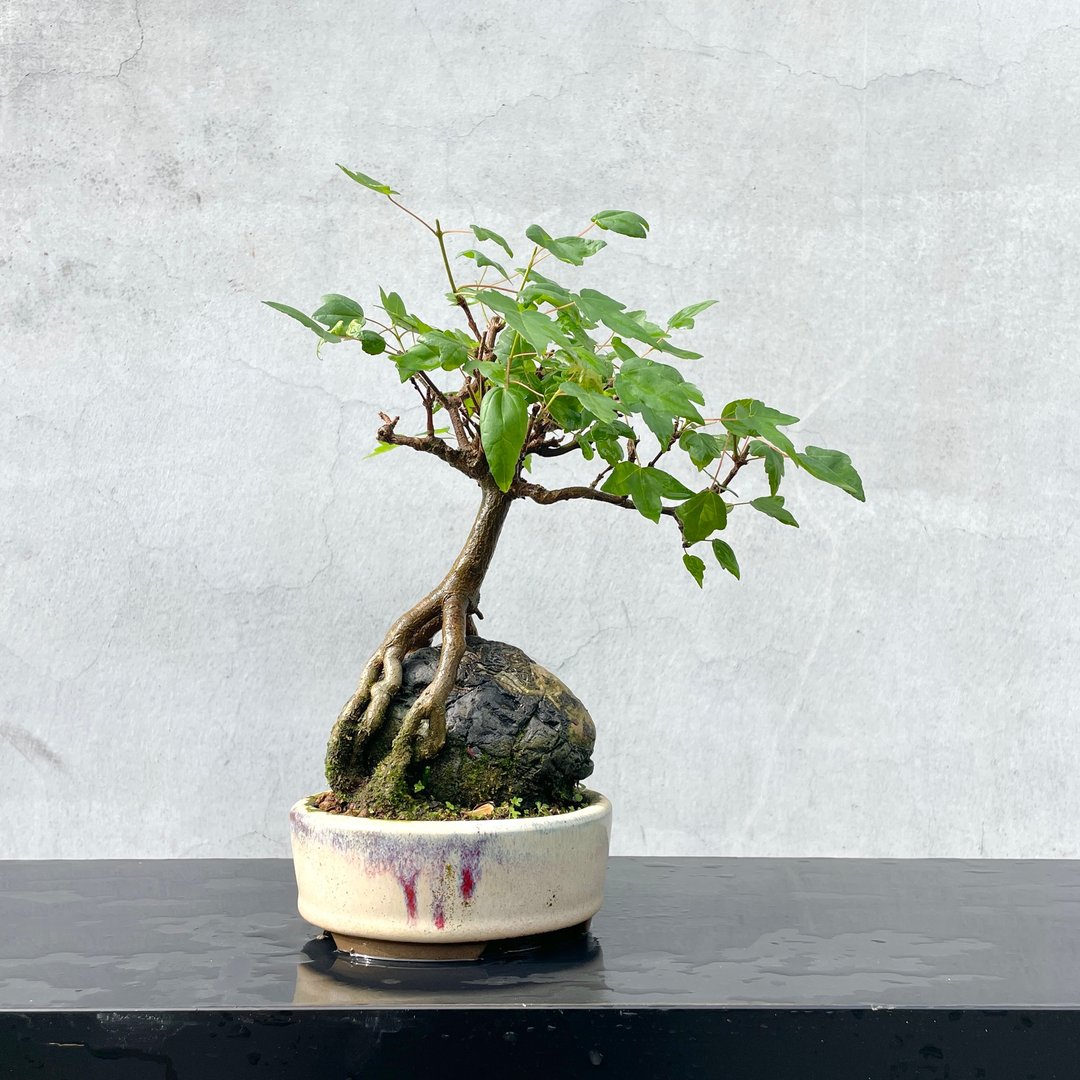 小品盆栽 - 日本唐枫 附石 盆景 送礼 - 植栽/盆栽 - 植物．花 